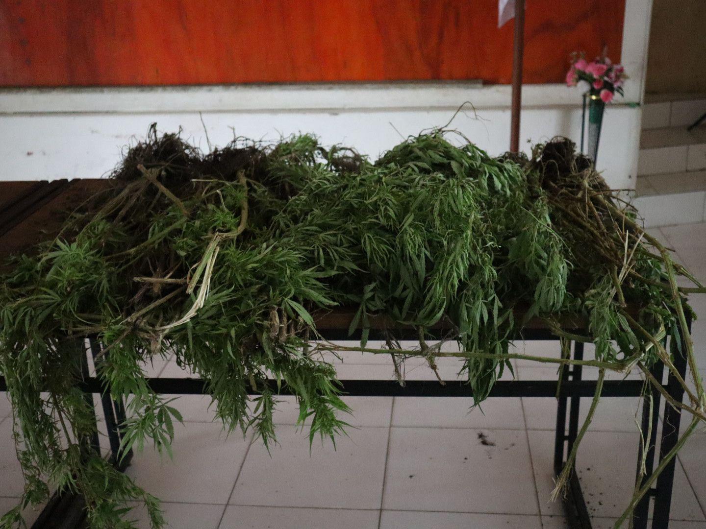 Tim Gabungan Satgas Damai Cartenz, Polres Pegunungan Bintang dan TNI Temukan Ladang Ganja dalam Patroli Taktis